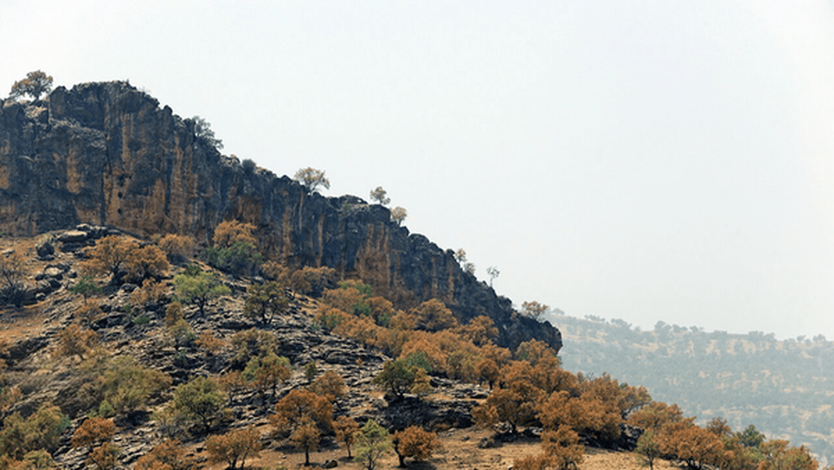 خشکیدگی بلوط در ۴ میلیون هکتار از جنگل‌های زاگرس