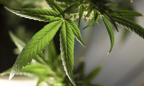 ماری‌جوانا ممکن است سیستم ایمنی ریه را تضعیف و راه سرطان را هموار کند