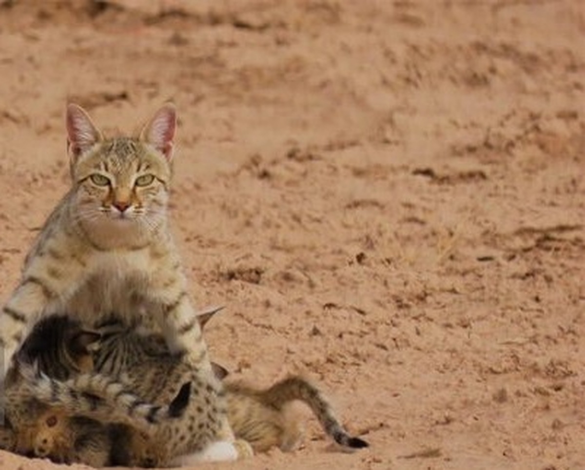 بازگشت گربه‌ وحشی به طبیعت در بندرلنگه