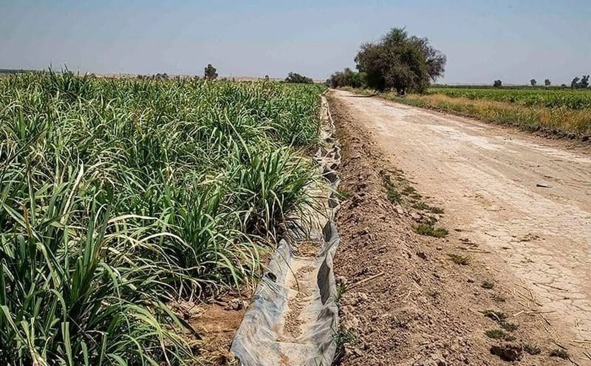 مزارع هفتتپه را در آستانه خشکی قرار گرفت