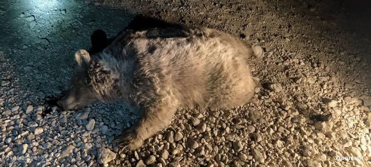 یک خرس قهوه‌ای در سرچهان فارس قربانی جاده‌های ناامن و خشکسالی شد