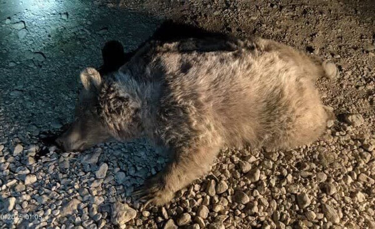 یک خرس در مازندران کشته شد