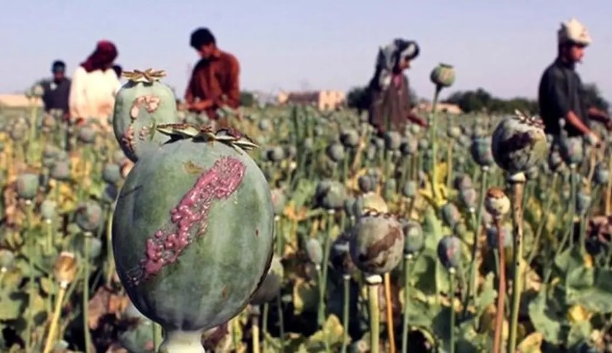 جمالیان: تلاش برای واردات قانونی مواد مخدر موفقیت‌آمیز نبود