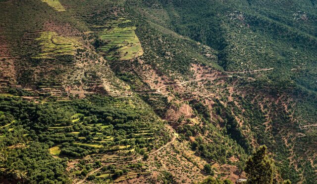 نابودی جنگل‌های هیرکانی در آتش بی‌توجهی