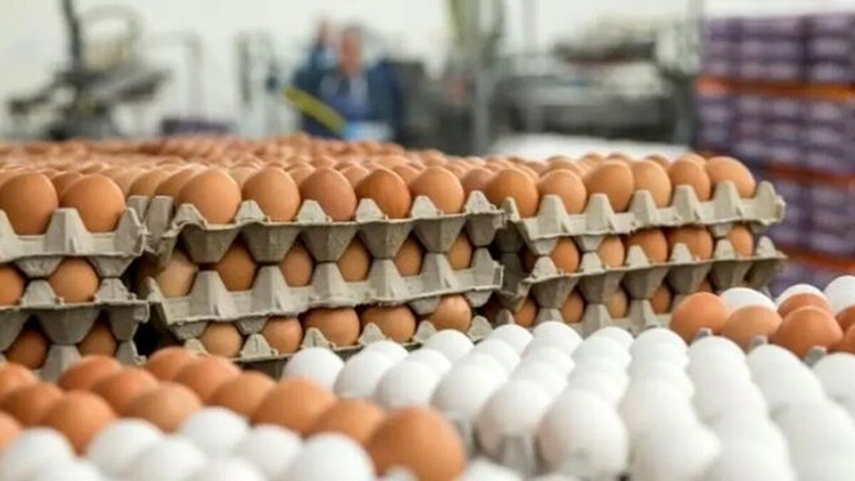 چرا تخم‌مرغ گران شد؟