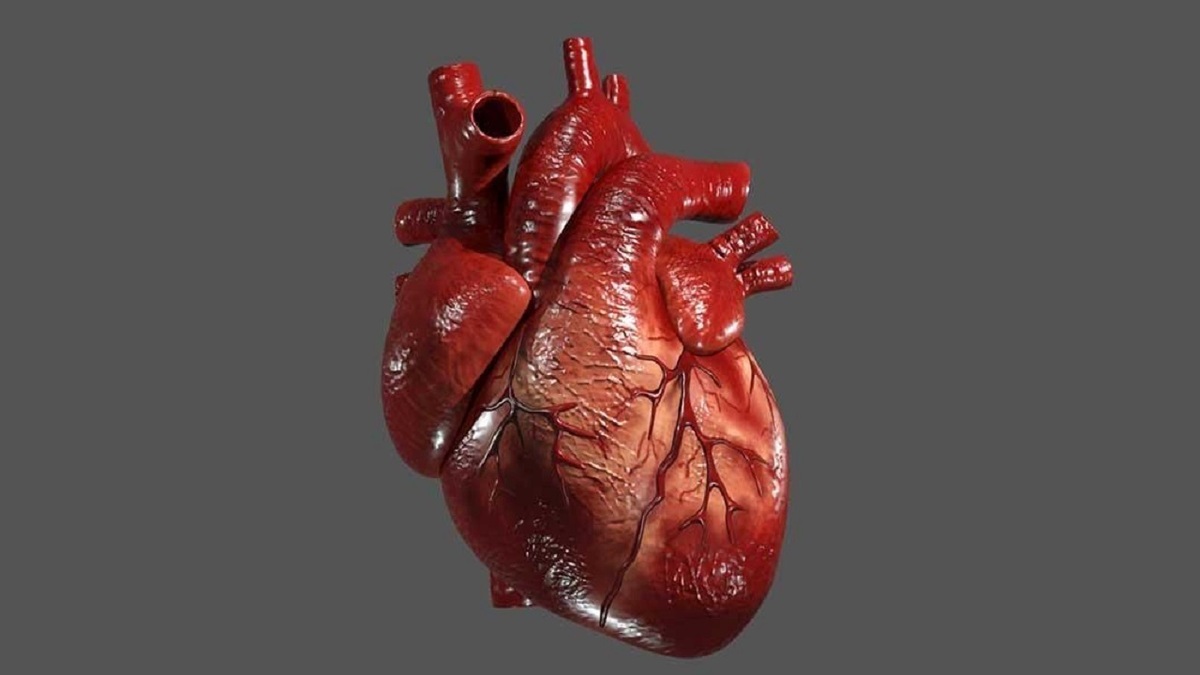 یک راز غذایی که روند پیری قلب را کند می‌کند