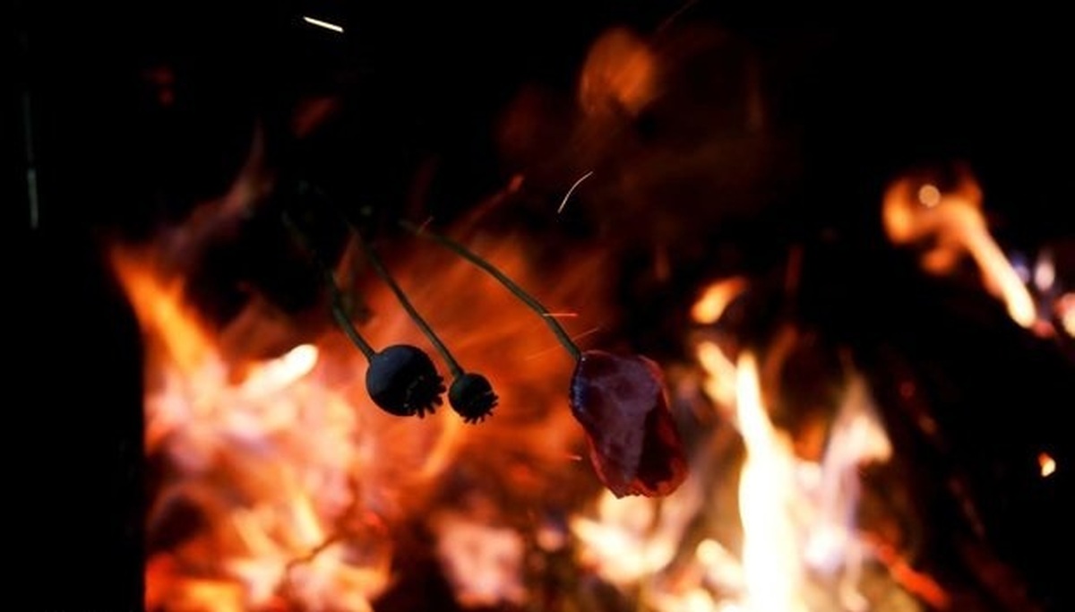 آزادسازی کشت خشخاش صحت دارد؟