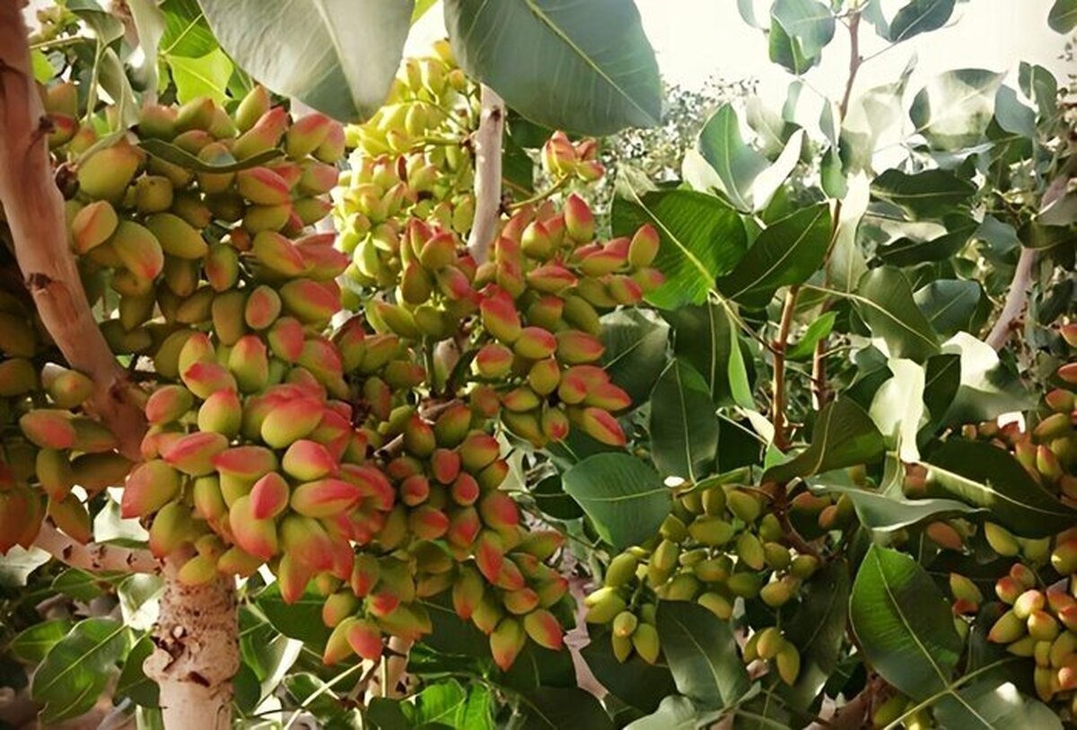 خیز آرژانتین برای رقابت در بازار پسته