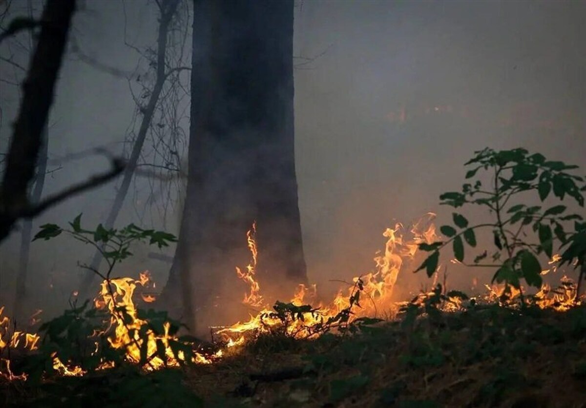 عامل ۹۰ درصد آتش‌سوزی جنگل ها انسان است