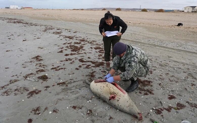 مرگ مرموز فک‌های خزر؛ هشدار مشترک برای ایران و دیگر کشورهای ساحلی