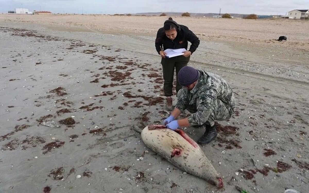 مرگ مرموز فک‌های خزر؛ هشدار مشترک برای ایران و دیگر کشورهای ساحلی