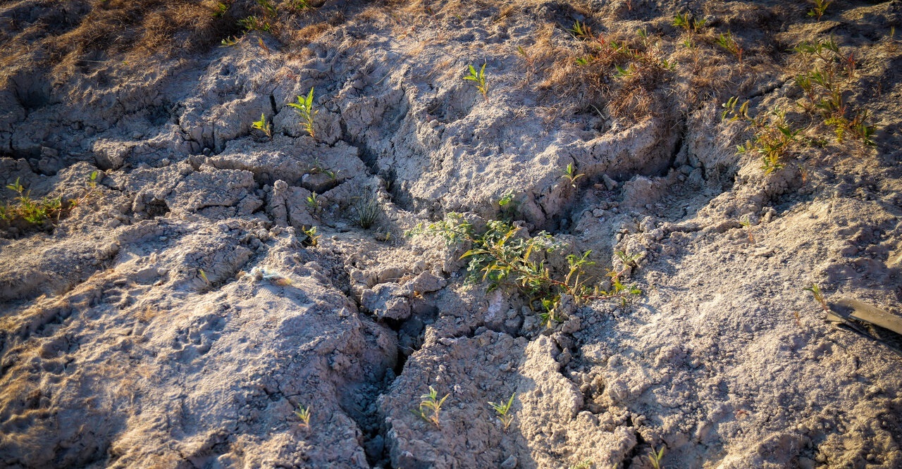 تصاویر/ مرگ نیلوفرِ کرمانشاه؛ آغاز فصلی تلخ از بحران آب
