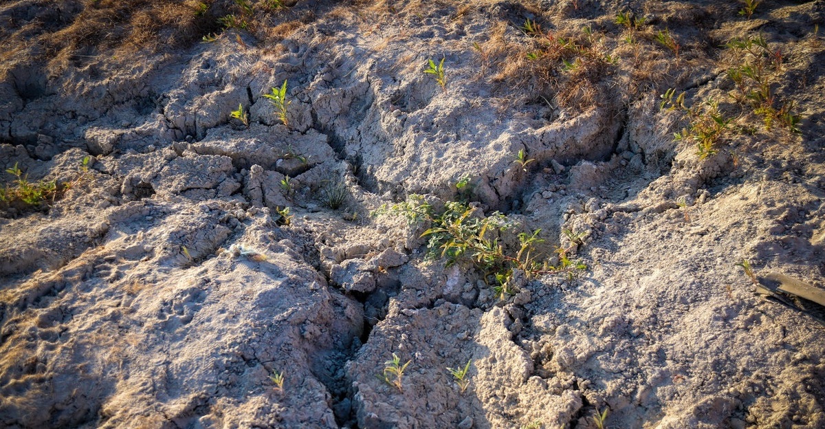 تصاویر/ مرگ نیلوفرِ کرمانشاه؛ آغاز فصلی تلخ از بحران آب