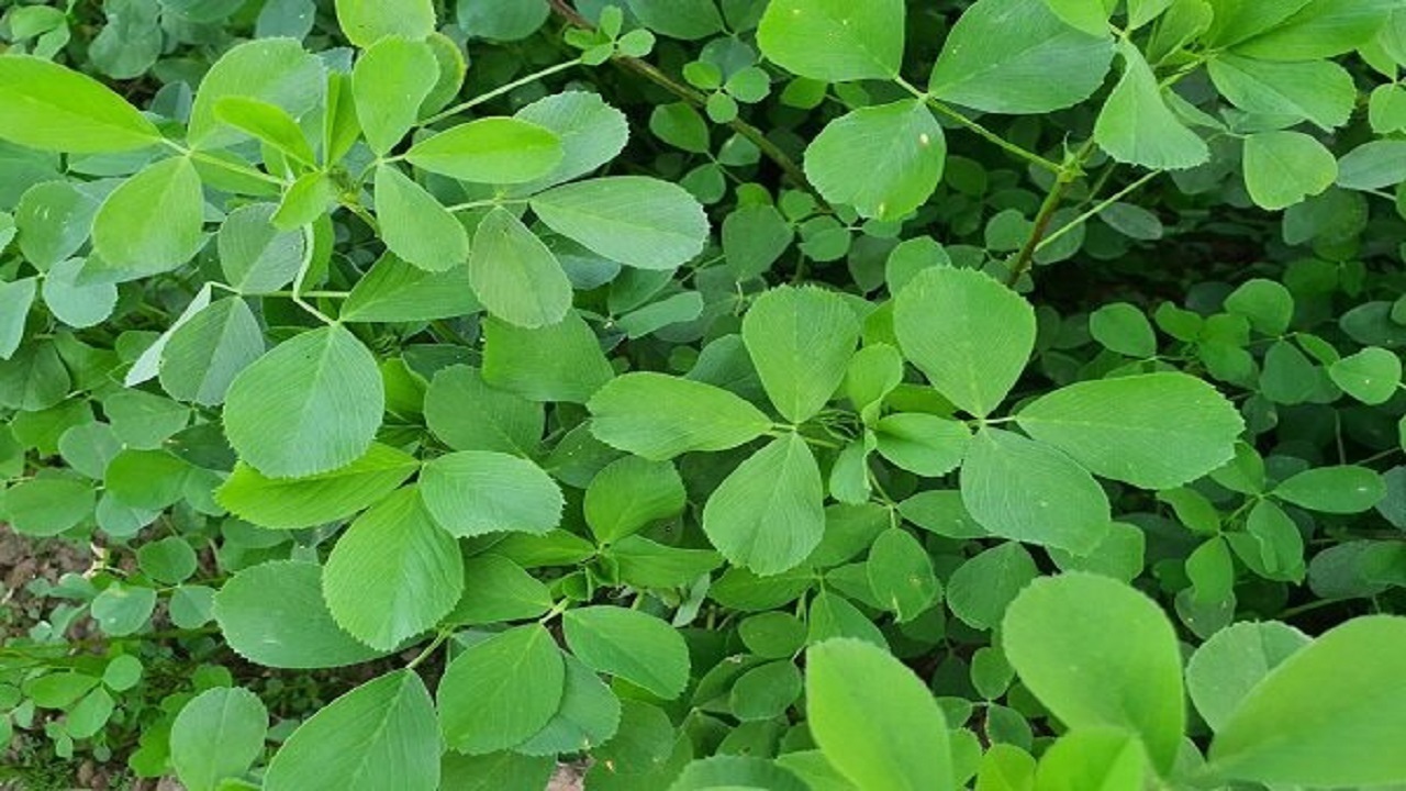 این گیاه پرخاصیت جایگزین قرص‌های ویتامین است