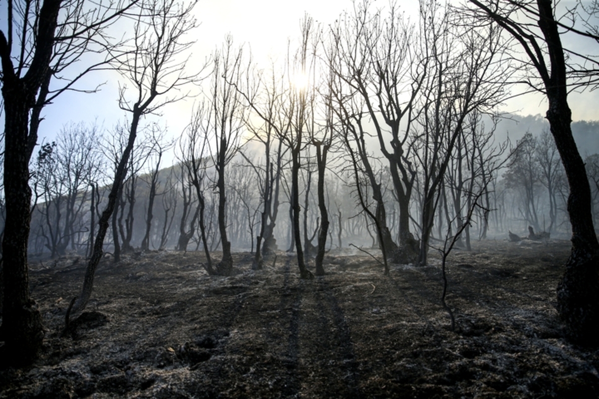 مدیرکل منابع طبیعی مازندران: آتش در الیت کنترل شد