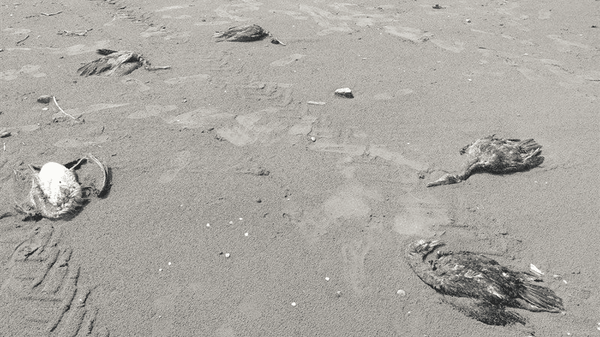 ماجرای تلف شدن پرندگان مهاجر در ساحل چابکسر