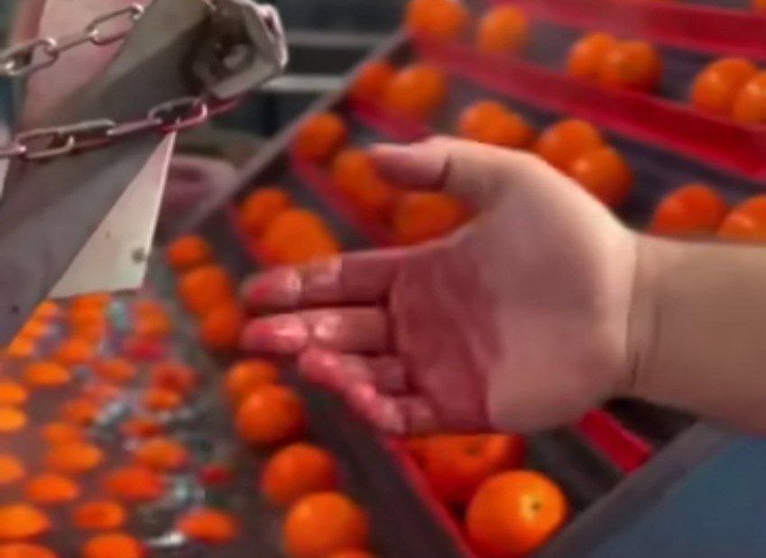 واکنش سازمان غذا و دارو به رنگ کردن پرتقال‌ها
