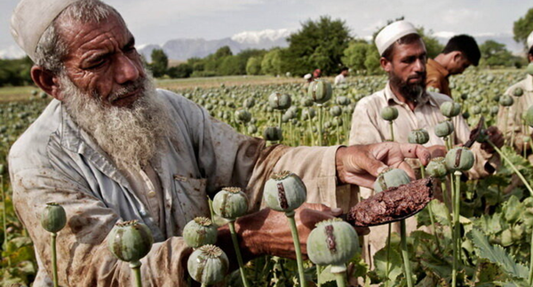 ماجرای ناپدید شدن ۵۰۰ تن «تریاک دارویی» چیست؟