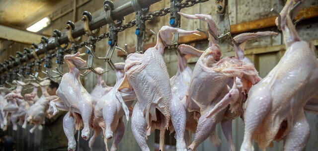 ایرانی‌ها چقدر مرغ خوردند؟