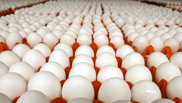 تخم مرغ پرواز کرد