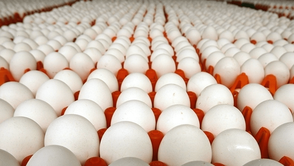 تخم مرغ پرواز کرد