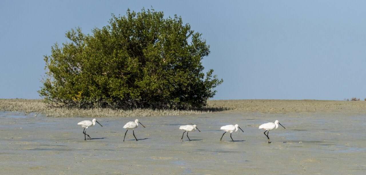 لاوان؛ فراتر از نفت