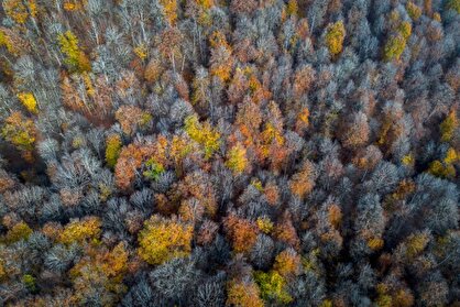 جنگل‌های هیرکانی مازندران را بهتر بشناسیم