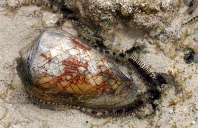 حلزون های مخروطی، گروهی از گونه های حلزون بومی اقیانوس آرام هستند، اما یک حرکت اشتباه می تواند یک غواص را که نزدیک یک حلزون مخروطی است بکشد زیرا این حلزون ها سمی هستند. طبق گفته طبیعت شناسان، 