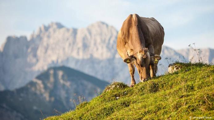 تاکنون تولید پنج هزار نوع پنیر از شیر حیواناتی چون گاو، بز، گوسفند، گاومیش، شتر، گوزن شمالی و دیگر حیوانات در جهان شناخته شده است. اما باید دانست که از شیر خوک نمی‌توان پنیر تولید کرد، زیرا میزان کازئین (فسفو پروتئین) موجود در آن بسیار پائین است.

