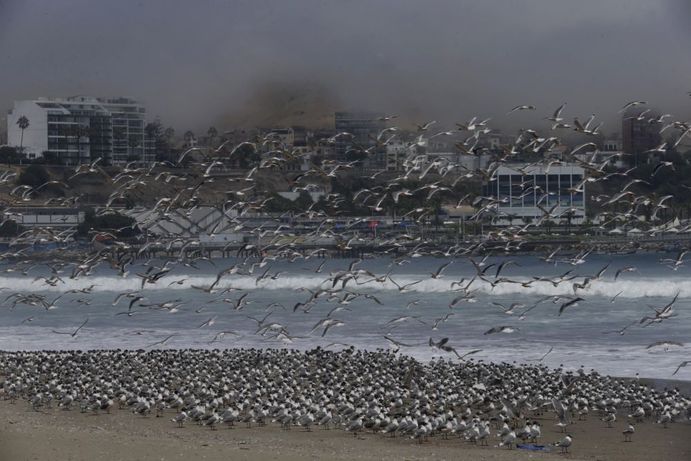 صدها پرنده در ساحلAgua Dulce در لیما پرو
