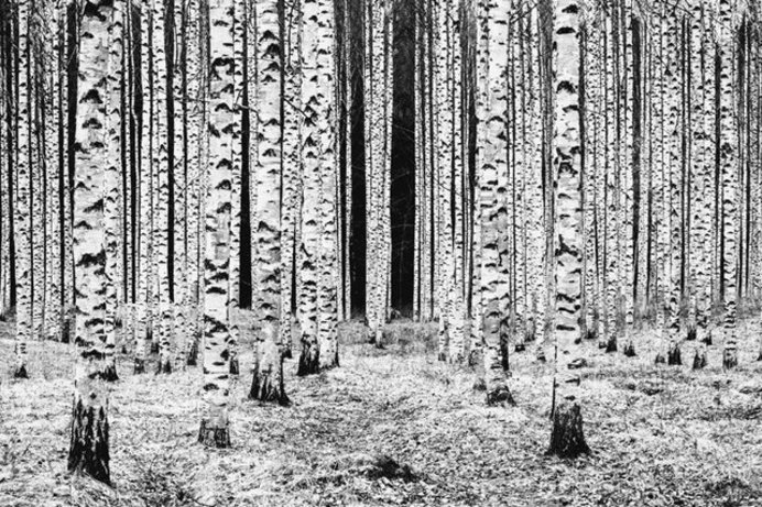 «ستون‌هایی از جنس درخت» / نامزد نهایی بخش سیاه و سفید / عکاس از فنلاند