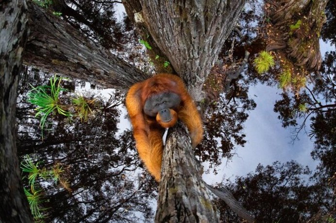 «دنیا وارونه شده است» / نامزد نهایی شاخه پستانداران / عکاس از هند