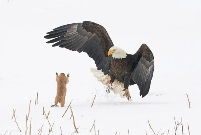 «عقاب غافلگیر می‌شود» / سنجاب مرغزار و عقاب / عکاس از ایالات متحده آمریکا