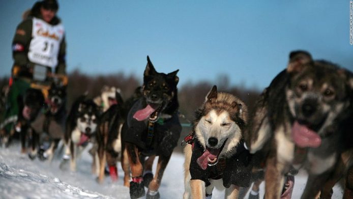 افراطی‌ترین دوستی انسان

مسابقه سورتمه سگ: آلاسکای ایالت متحده آمریکا

این مسابقه در دمای منفی ۵۰ درجه سانتیگراد و در مسافتی در حدود ۱۶۱۰ متری برگزار می‌شود.