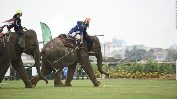 ورزش با موجودی ۵۴۵ کیلوگرمی

The King’s Cup elephant polo: تایلند

فیل یکی از شناخته شده‌ترین المان‌ها و سمبل‌های کشور تایوان به شمار می‌رود. در انجام این ورزش مناقشاتی وجود دارد و حقیقت آن است که نمی‌تواند جایگزین مناسبی برای سوارکاری باشد.

جایگزینی بهتر: کمپ اقامتی luxury tented می‌تواند فضای مناسبی را برای دوست شدن با یکی از فیل‌های این اقامتگاه فراهم آورد.