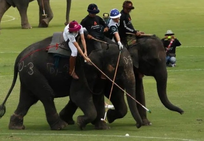 چوگان با فیل

تنها تفاوتی که میان چوگان با فیل و چوگان معمولی وجود دارد، حضور فیل به جای اسب است. حتی لوازم ورزشی آن نیز کاملاً مشابه چوگان با اسب است. این ورزش در نپال، هند و تایلند رواج دارد.
