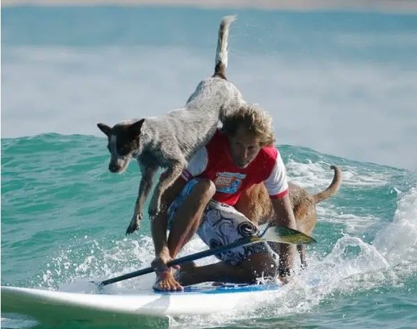 موج‌سواری سگ‌ها

این ورزش مربوط به سگ‌هایی است که به همراه صاحب خود موج‌سواری می‌کنند. البته سگ‌های حرفه‌ای در حین موج‌سواری، ترفند‌های نمایشی و جالبی را نیز اجرا می‌کنند که نشان‌دهنده مهارتشان در موج‌سواری است.