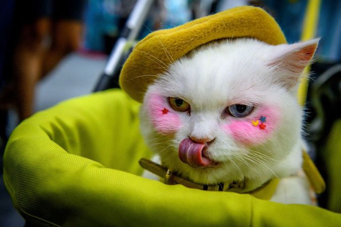 گربه‌ای با دو رنگ چشم
