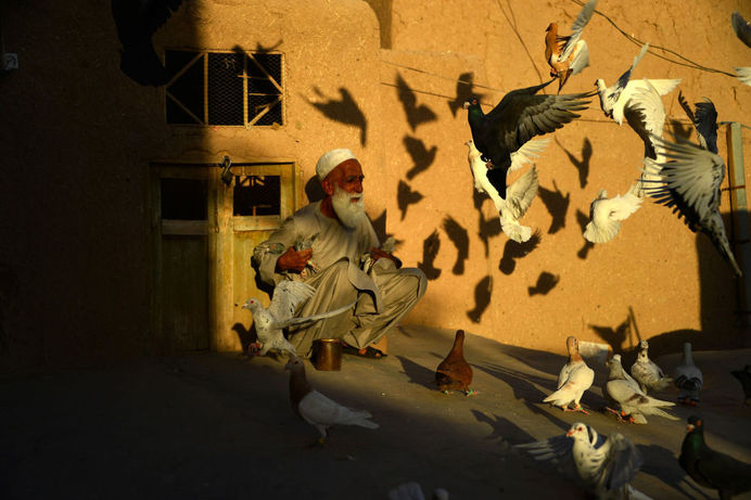 کبوتر باز هفتاد ساله در هرات
