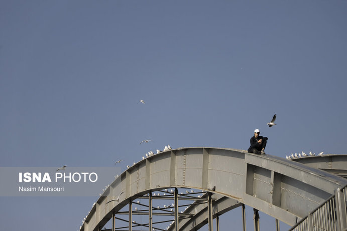 تصاویر| پرندگان پل سفید اهواز