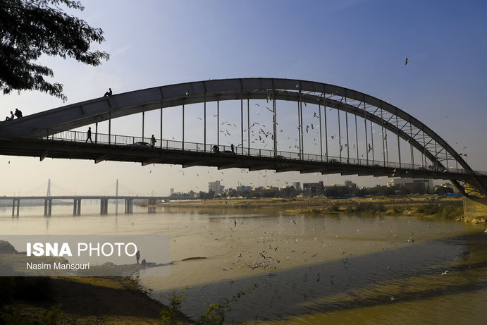 تصاویر| پرندگان پل سفید اهواز
