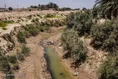 منصوره