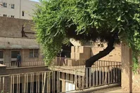 چه کسانی خانه احمد محمود را تخریب کردند؟