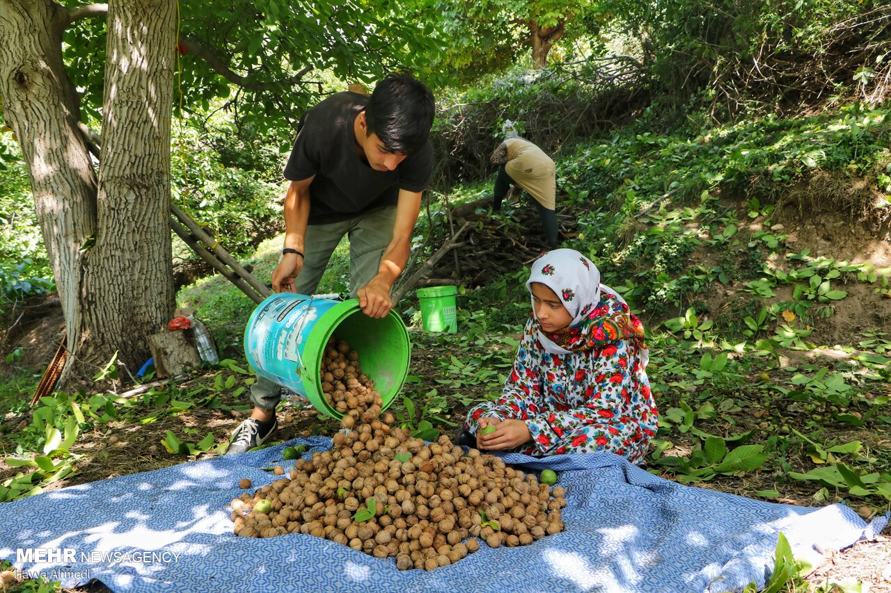 گردوچینی