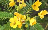 این گیاه معجزه‌ای برای یبوست