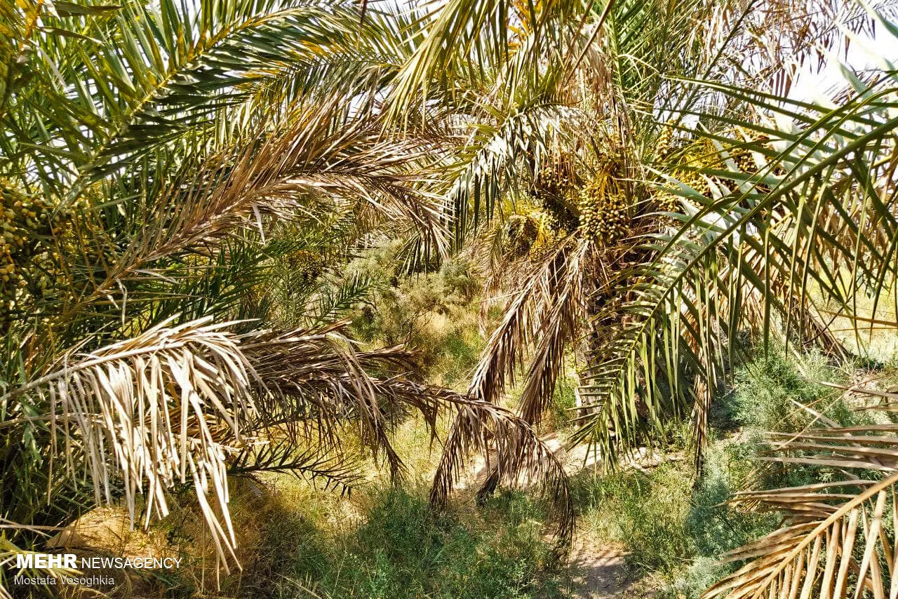نخل