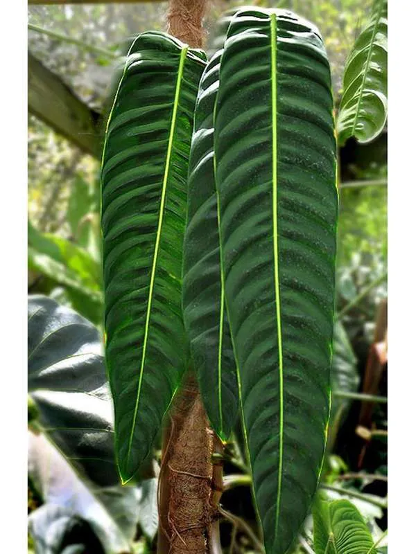  Philodendron patriciae

و در آخر هم این گیاه ۱۲۰ سانتی متری هزار دلار قیمت دارد و علاقه&zwnj;مندان زیادی در سراسر جهان سالانه این گیاه را خریداری می&zwnj;کنند.