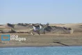 سیستان و بلوچستان