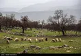 زاگرس