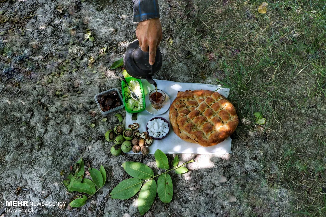 گردوچینی